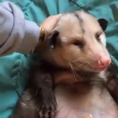 That's a great possum there. Takes a pet like no problem.