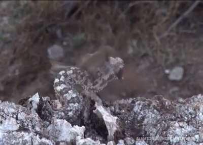 🔥 Spider-tailed viper is filmed for the first time in world