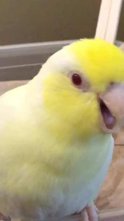 Birb making a sound