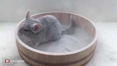 Chinchilla Taking a Dust Bath