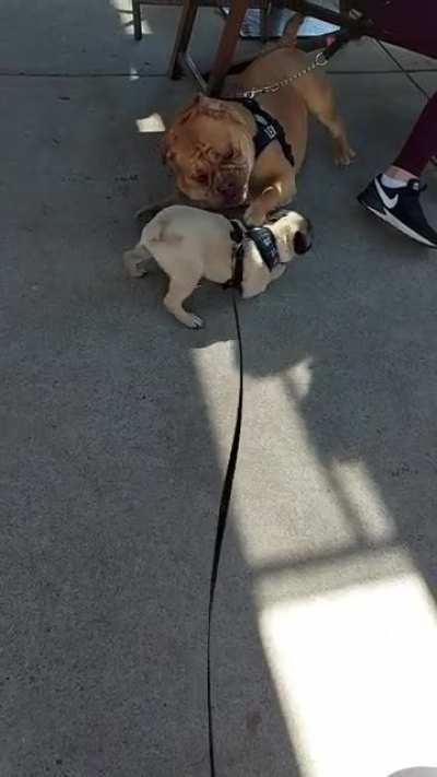 This pug puppy loves licking other dogs