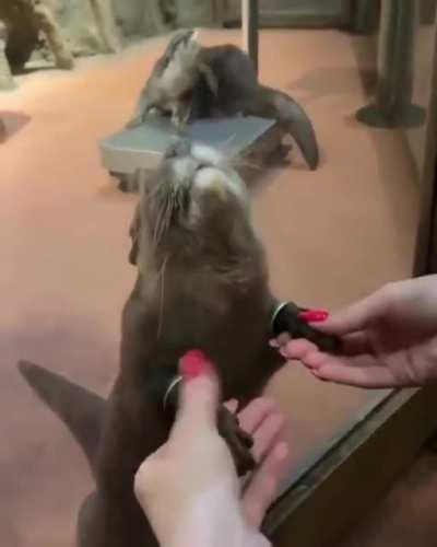 Petting the hands of an otter