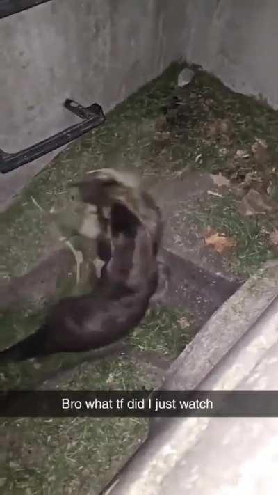 Otter drags Raccoon into sewer pipe