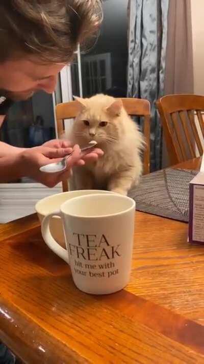 Cat tries some ice-cream