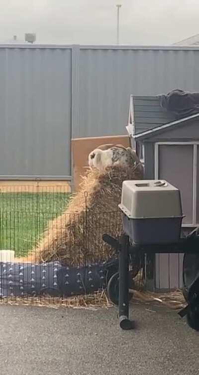 I didn’t know rabbits could climb! Watch to the end and see Peter get the pear knife!