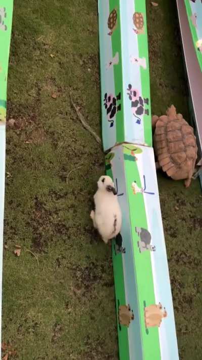 Real life Rabbit and tortoise race