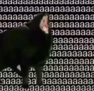 aaaaaaaaaaaaaaaaaaaa