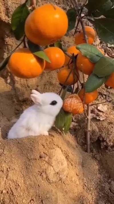 Just a cute baby bunny eating an orange