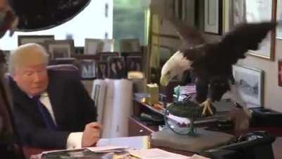 Putting your hand near an Eagle, WCGW