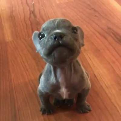 A Frienche Pup Sweae Barking.