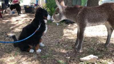 Our Berenese puppy met a baby donkey while camping.