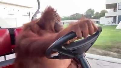 A relaxed Orangutan driveing a golf car