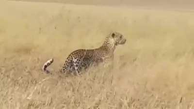 🔥 Leopard standing on its hind legs 🔥