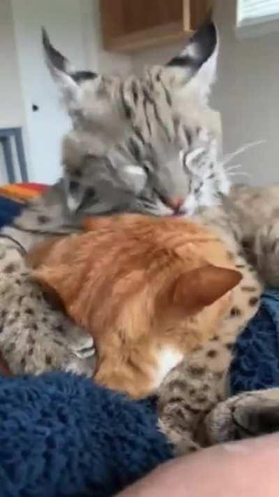 Precious Bobcat protects house cat friend