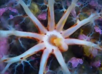 Sea cucumber opening it's mouth to feed.