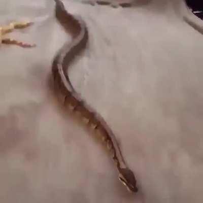 Snakes can't get traction on certain surfaces