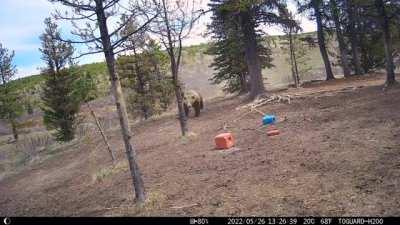 Brown bear chasing after and attempting to hunt wild horses in Alberta.