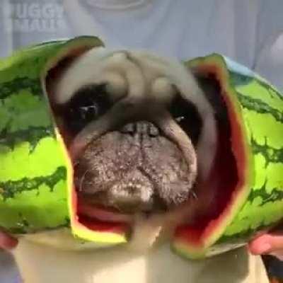 pug