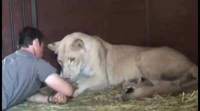 Lioness and her caretaker playing with each other and falling asleep together