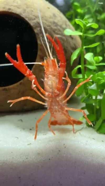 some of you may remember my blue crayfish leonardo da pinchi, and yesterday i got a red/orange guy! he’s tiny and i can’t decide on a name, any ideas?