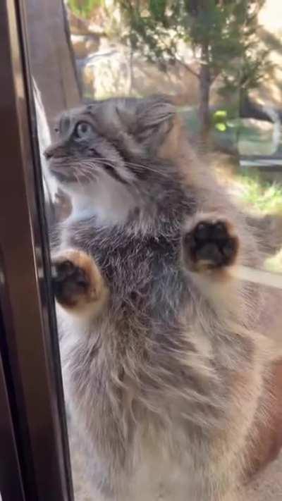 Little fluffy Pallas cat.