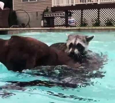 Racoon and Doggo go Swimming