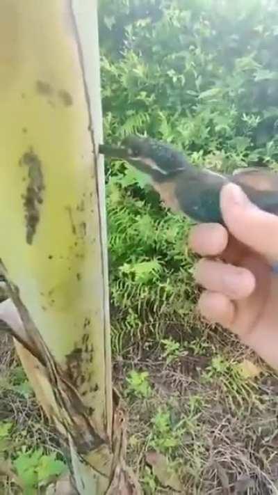 Overspeeding kingfisher stuck in a banana tree