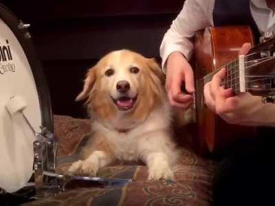 Drum dog