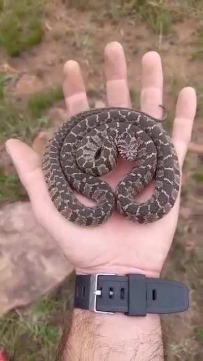 A hog nose snake’s mesmerizing defensive display