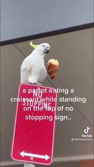 This parrot has got some skills