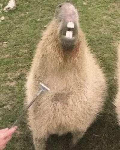 Scratching a capybara