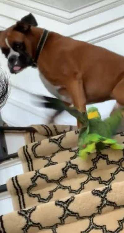 Bird slowly climbs up stairs to harass relaxing dog