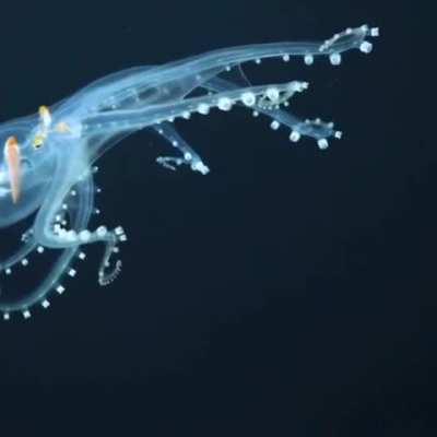 🔥 Scientists have spotted a rare glass octopus in the archipelago of the Phoenix Islands in the deepest parts of the Pacific Ocean