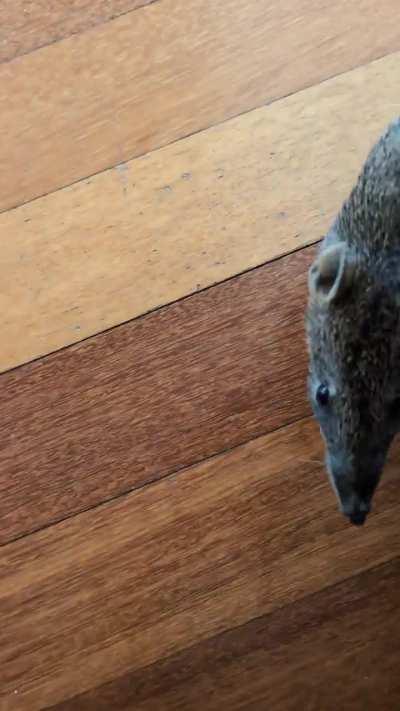 Just our Local Quenda aka. Bandicoot who visits.