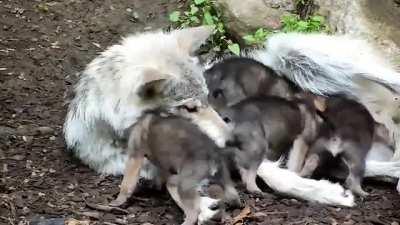 A Wolf babysits her rambunctious 3 week old siblings