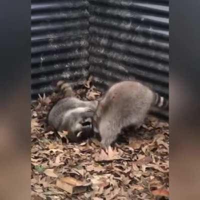 Two raccoons playing