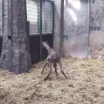 Baby giraffe takes its first steps