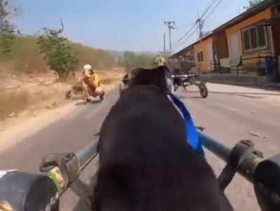 Rescue dogs excited for their daily run