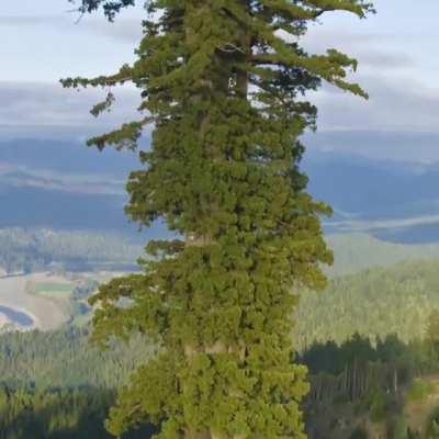 This is Hyperion, a California redwood thought to be the tallest tree in the world. Measuring at 115.92 m (380.3 ft), its age is estimated to be between 600-800 years.