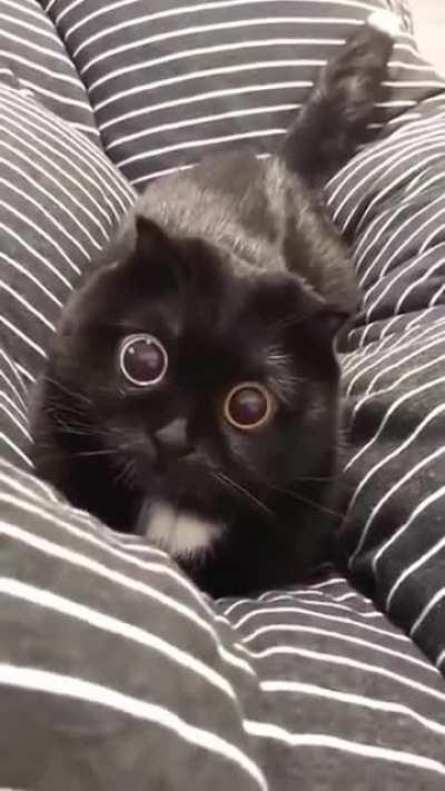 I've never seen a cat's eyes dilate this much before