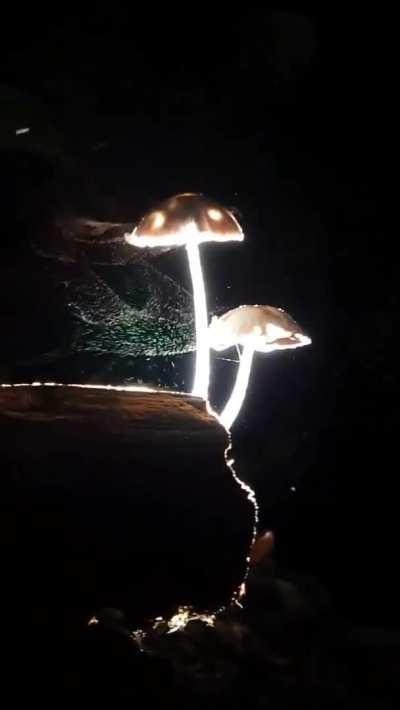 🔥 A mushroom releasing it's spores into the wind