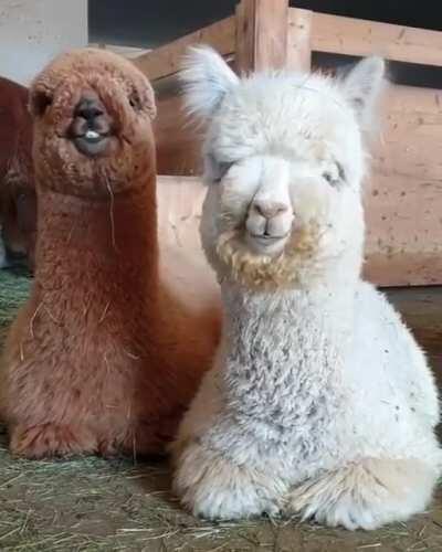 Two happy alpacas