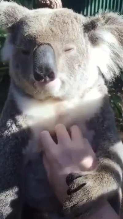 🔥 We all like to be stroked. Even koalas.