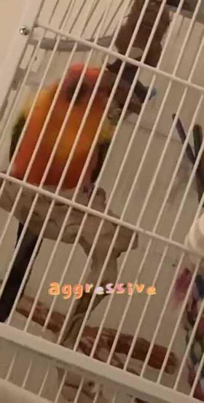 My sun conure Scipio is a rescue and is about 4 years old- he very rarely ever dances because he’s too shy.. I snuck this video of him dancing to a ‘Puttin on the Ritz’ remix last night!