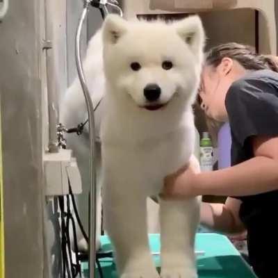 Good boy loves to get his haircut!