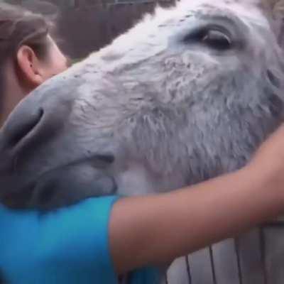 This donkey is reunited with the girl who raised it