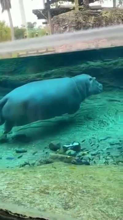 Have you ever seen a hippo swim?