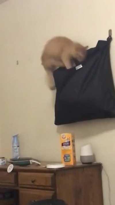 Perfect Cat Hop