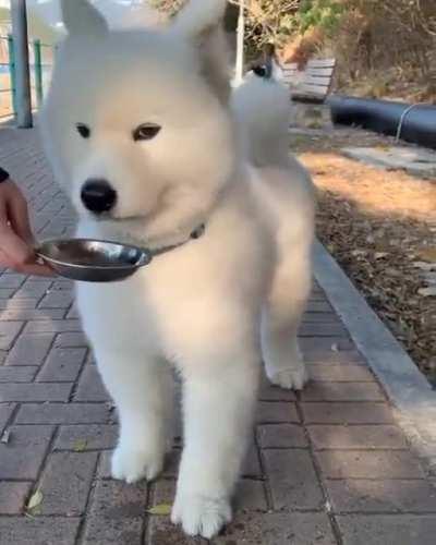 Slur slurp… I love the face she makes when she wants more water 😆🥺