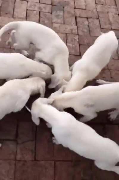 Pupper(s) tornado. (attack +10, defense-5, kisses +20.)